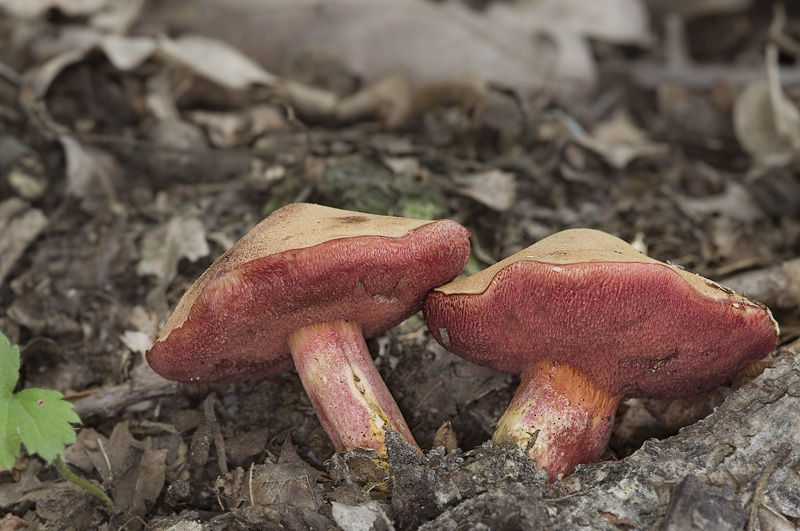 Rubinoboletus rubinus